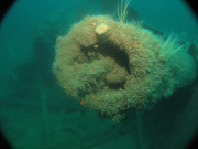 Underwater image #2