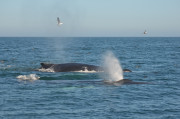 Humpback Whales_2