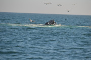 Humpback Whales_6