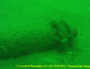 WW1 German u-boot UC-42_4